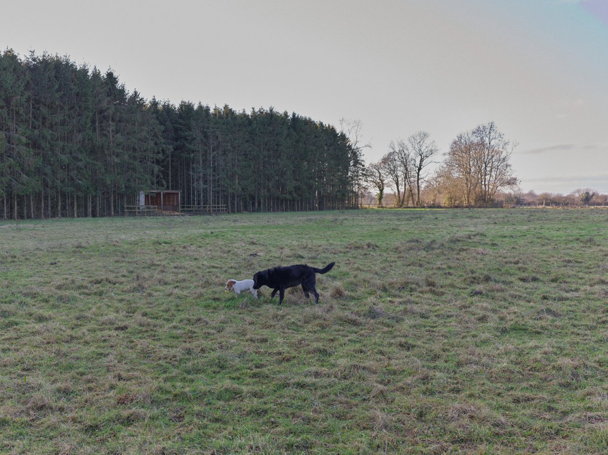 pea34101992's tweet photo. Yard life
Horses checked ✅ yard life
Parameter checked ✅ yard life
leaves cleaned ✅ yard life 
Dogs walked (some) ✅ yard life 
#Horses #dogs #photographylovers https://t.co/BDunG5s7Bh