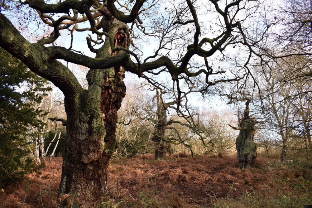 A single 400-year-old ancient oak produces 234,000 litres of oxygen a year while soaking up carbon dioxide, and can support more than 2,000 species of bird, insect, fungus, and lichen. Nature is amazing - we need more of it, not less. RT if you agree 🌳