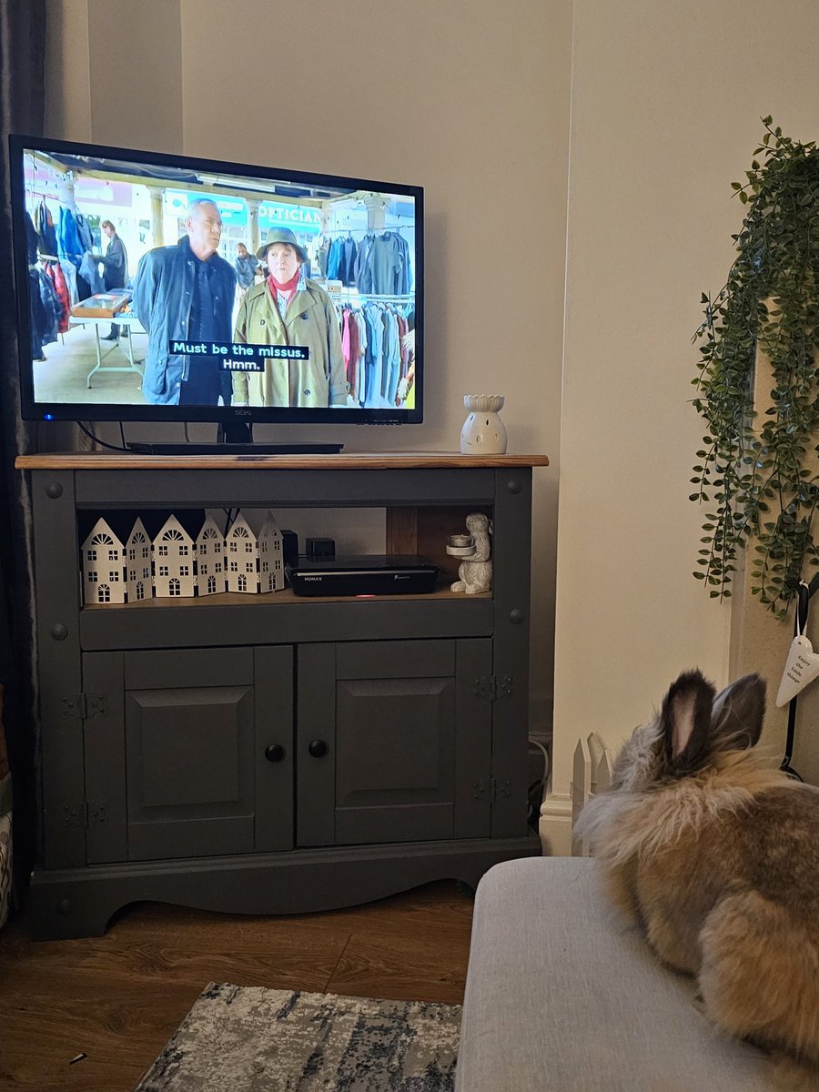 _amy_87's tweet photo. When your rabbit is a Vera fan and is made up she is back on #Vera #No1Fan @ITV @BrendaBlethyn @David_J_Leon https://t.co/jy2skl5uOr