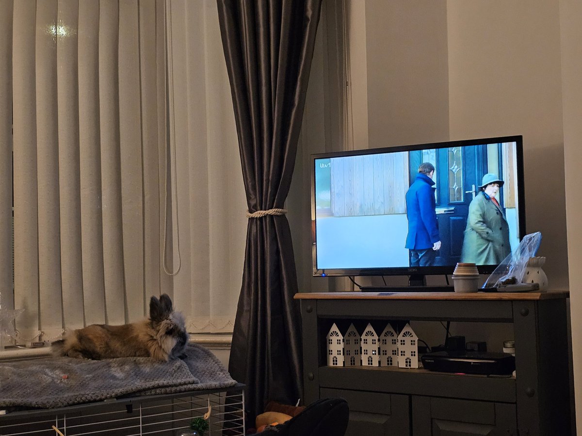 _amy_87's tweet photo. When your rabbit is a Vera fan and is made up she is back on #Vera #No1Fan @ITV @BrendaBlethyn @David_J_Leon https://t.co/jy2skl5uOr