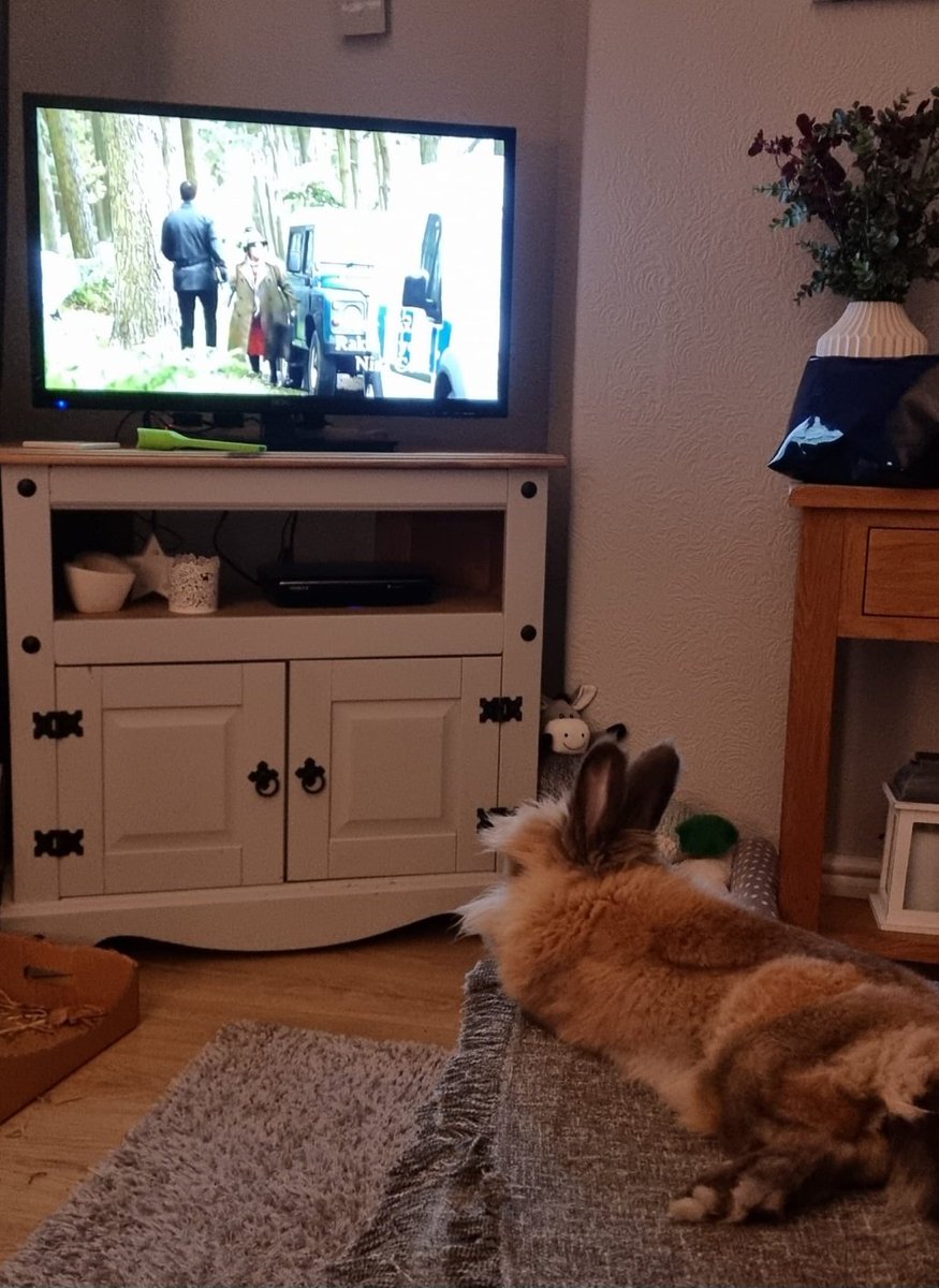 _amy_87's tweet photo. When your rabbit is a Vera fan and is made up she is back on #Vera #No1Fan @ITV @BrendaBlethyn @David_J_Leon https://t.co/jy2skl5uOr
