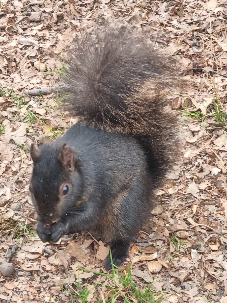 Celtus Photography tweet media