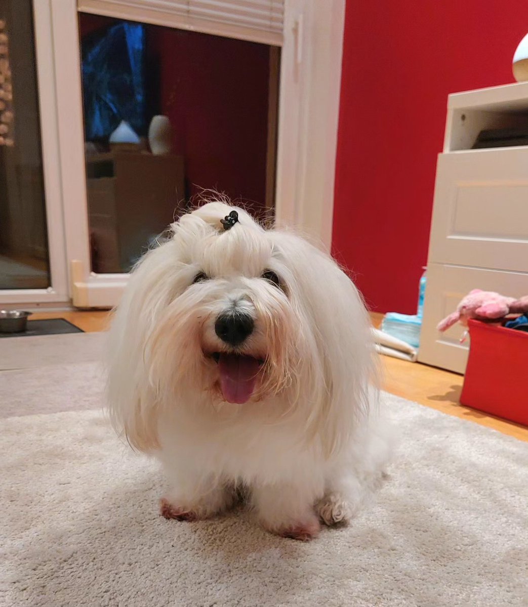 Happy Birthday Ben ❤️ #mylove #12yearsold #dog #cotondetulear