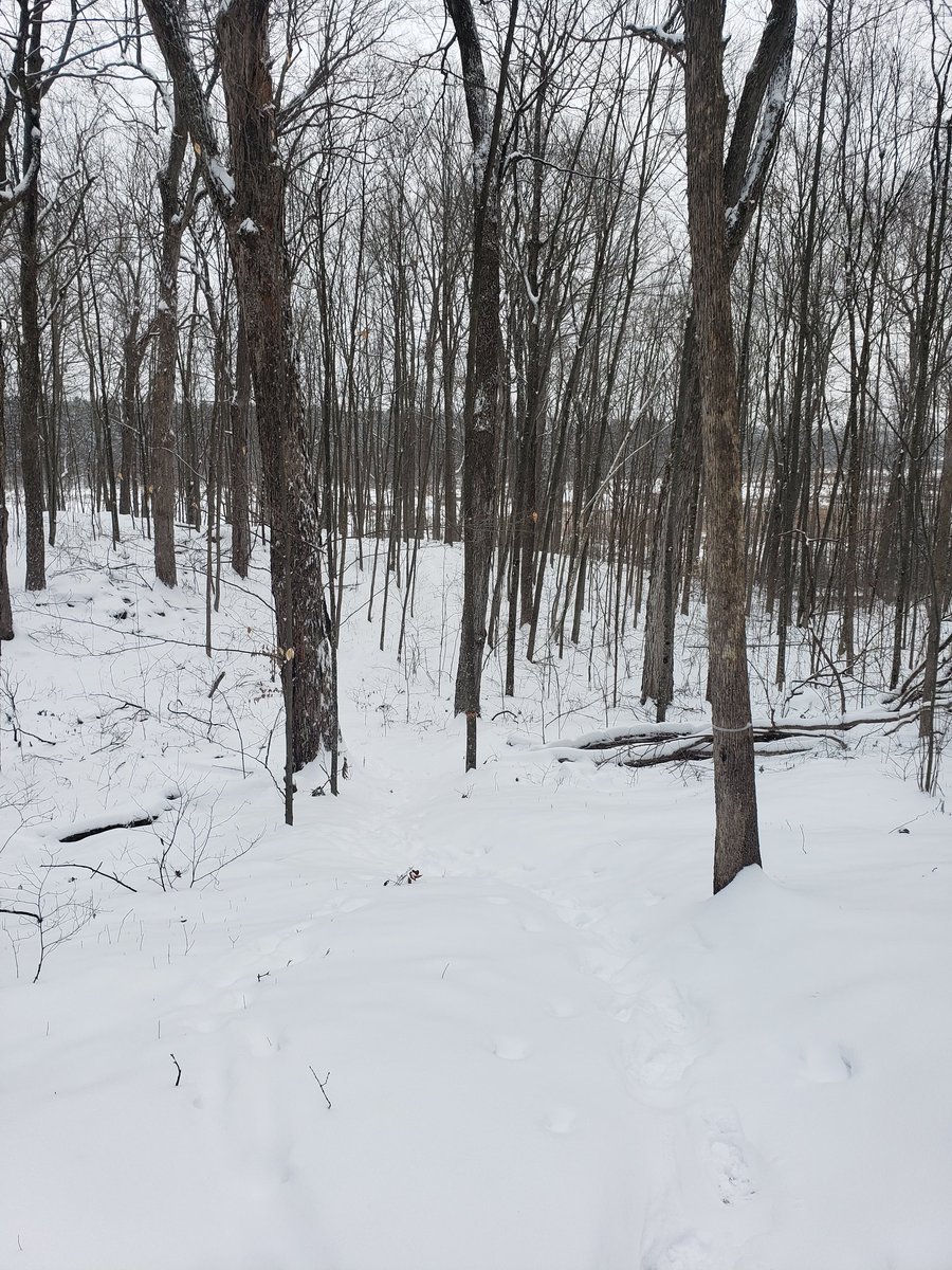 TriangleSkiCLub's tweet photo. Great conditions for #hiking rn. Snow covered. Not quite enough to use snowshoes but you could. https://t.co/VIg1tmOYal