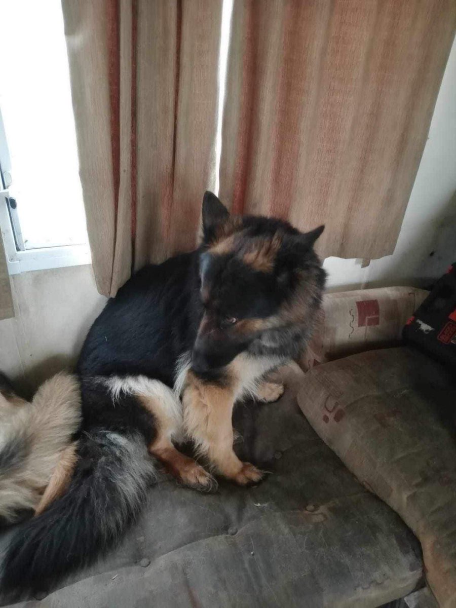 NISNTAC's tweet photo. EMERGENCY FOSTERS NEEDED 

Please share. DM page if interested. 
Within Ireland only. https://t.co/S90crbXlHA