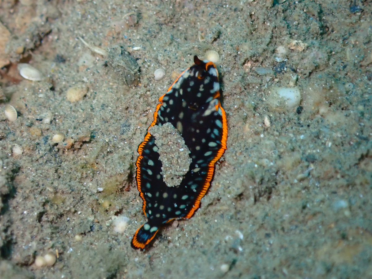 #teamfish - spotted this majestic AF #sole (pretending to look like a #flatworm) and cannot find an ID. Any suggestions? #tinyfish #cryptobenthic #timorleste #fish