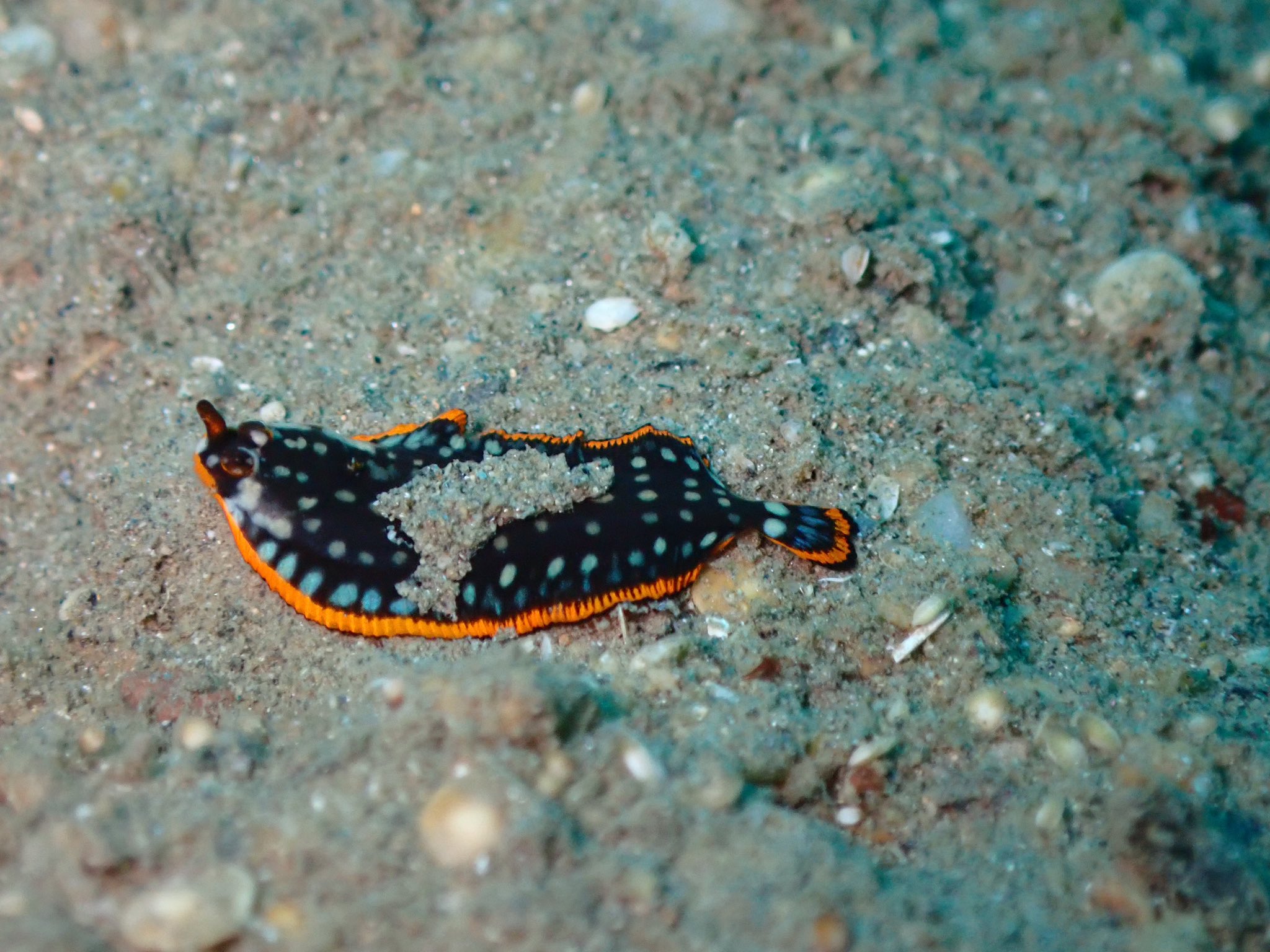 sumie_dh (@sumie_dh) / X