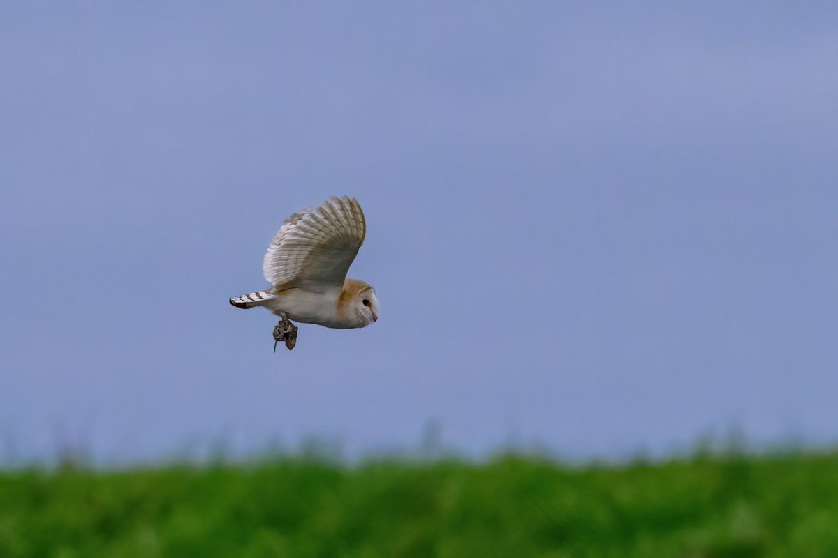 After a long absence, I was delighted to see 3 barn owls this afternoon. #owl #barnowl #Norfolkcoast #Hunting #Winterwatch #birdsofprey #BBCWildlifePOTD