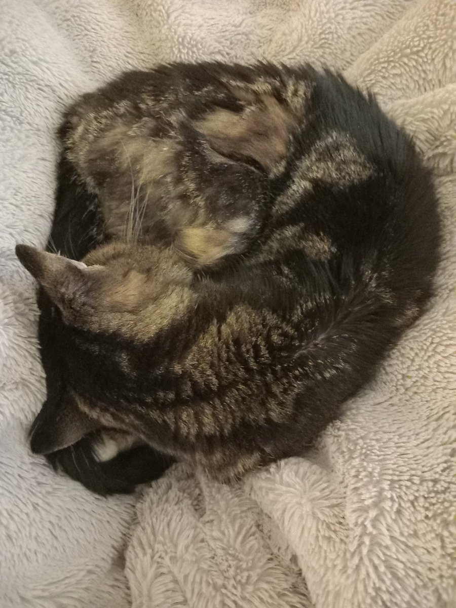 King Oscar here! A quiet day today as meds can make me a bit drowsy💤
I did eat some of my food after Dad put it in the blender to make sure I eat the meat &amp; not just the jelly! Dad knows me well! 😻 
I'm now huddled on the sofa with my heated pad &amp; my throws 😻💤
Me earlier 👇😻