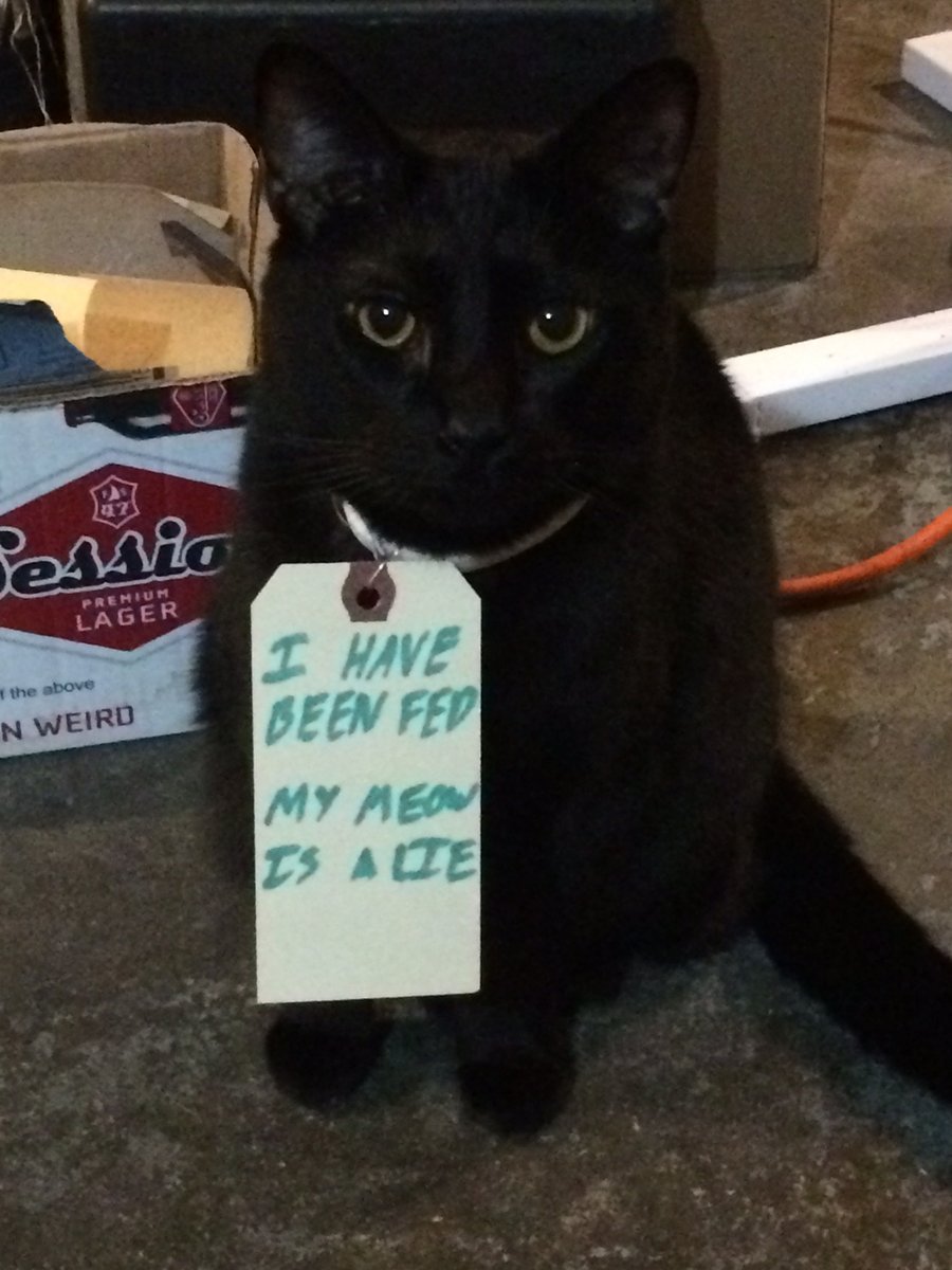 mischiefanimals's tweet image. don't believe his lies