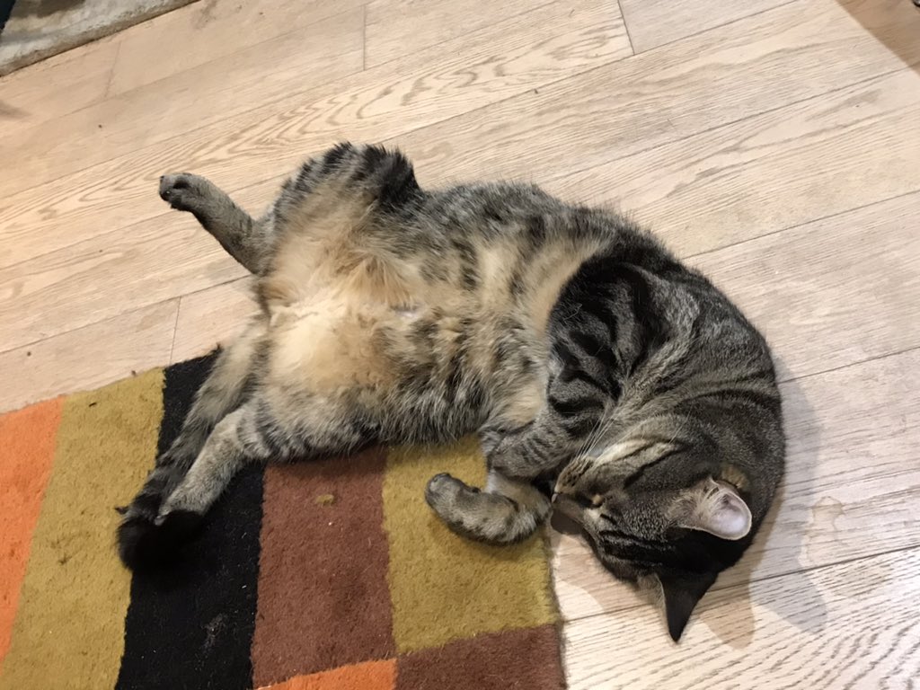 jason_tabby's tweet image. Underfloor heating is good.