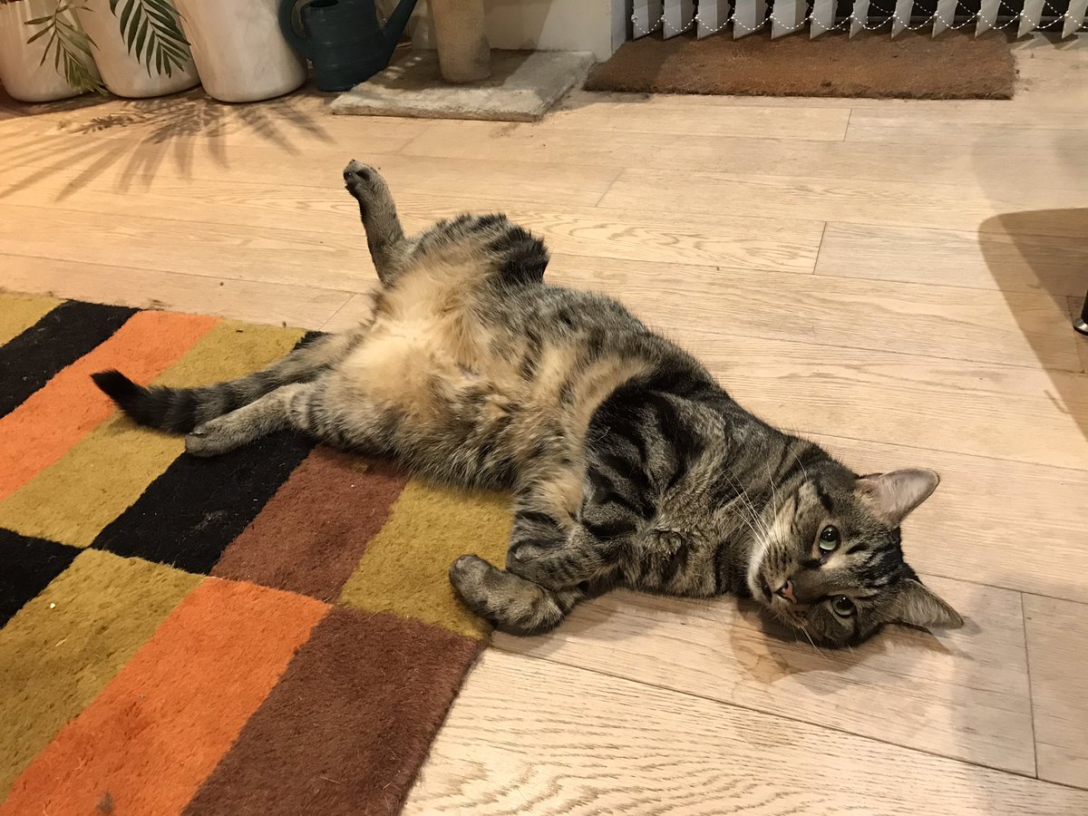 jason_tabby's tweet image. 