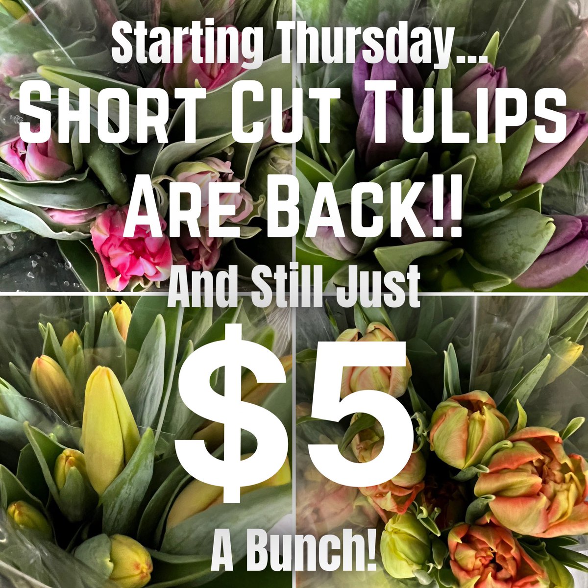Starting This Coming Thursday (Jan 11, 2024) - Our Famous Short-Cut Tulips are BACK! And Still Just $5/Bunch!!

Big on Colour - Short on Stem

Available for local delivery FREE with minimum purchase. (Assorted mixed colours only-specific colours cannot be specified)