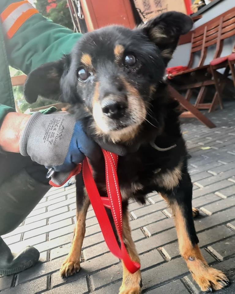 damian_zurawski's tweet photo. Pilne! Proszę o RT🙏

Za oknem panuje temperatura -10 stopni, a Schronisko dla Bezdomnych Zwierząt w Bolesławiu desperacko poszukuje domów tymczasowych na czas mrozów.💔

Dajmy im szansę na ciepło i bezpieczeństwo. W obecnej chwili każde polubienie i udostępnienie jest dla nich nieocenione.

Stwórzmy razem podobny cud, jak ten, który miał miejsce w Krakowie.🙏