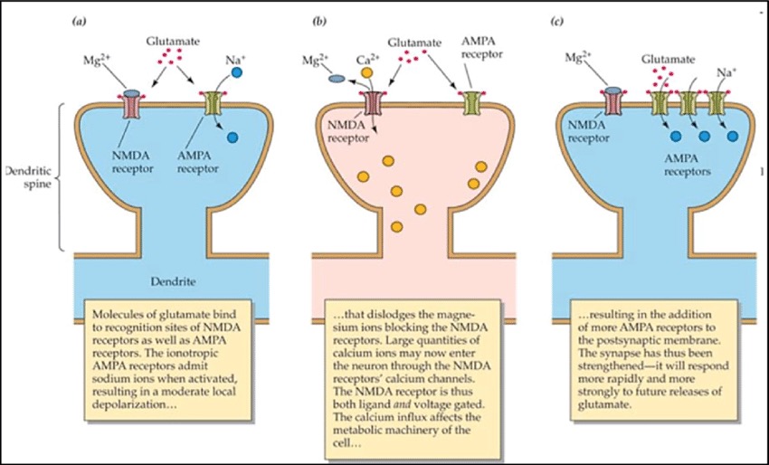 How low Magnesium may contribute to seizures

Low magnesium → Subpar blockage of NMDA receptor → Excess activation of NMDA receptor → Massive calcium influx → Strengthening of synapse due to addition of AMPA receptors → Synapse responds stronger to future glutamate release