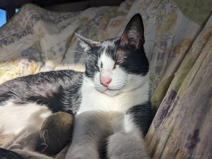 My man cat Finney Gronkowski https://t.co/nxAsYL8G55