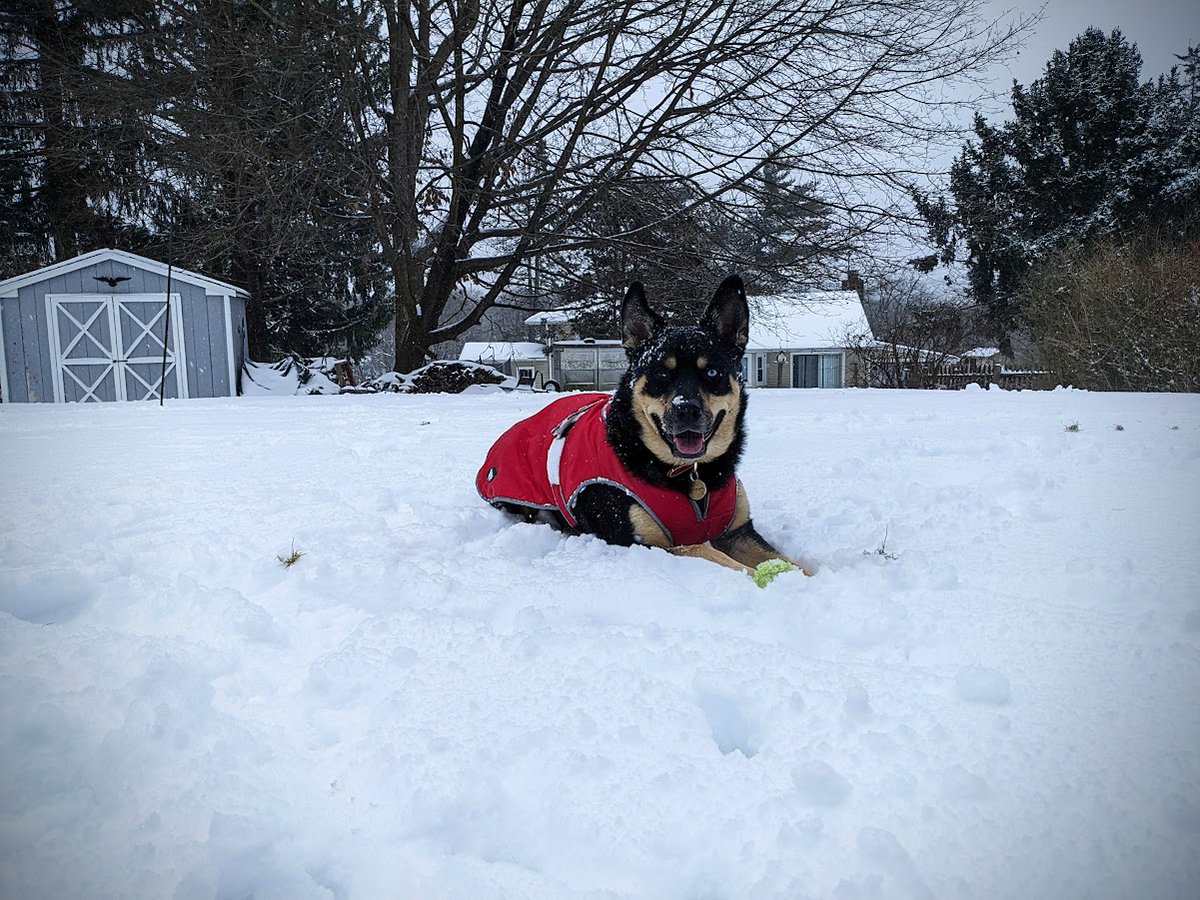 FTLRalph's tweet image. Dio is a Rottsky (50% Rottweiller/50% Husky)

He&apos;s finally in his natural habitat.

#unrequested #dog #sticknodes