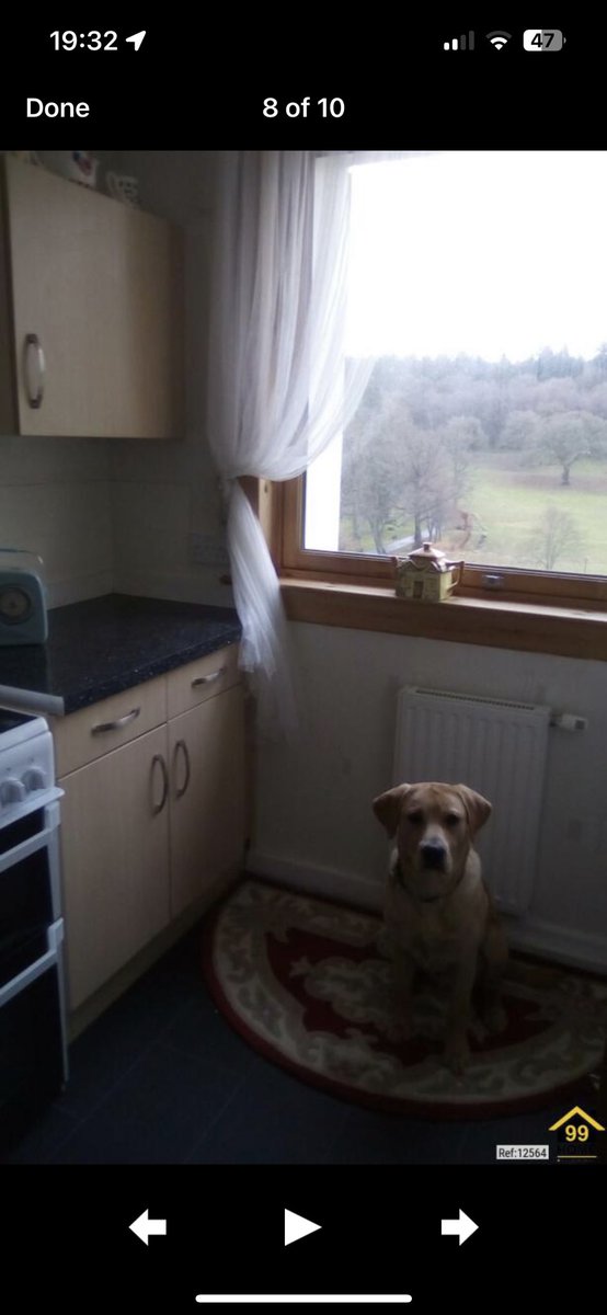 unbebex's tweet image. There’s this flat in Falkirk on Rightmove and the dog is in every single picture lol