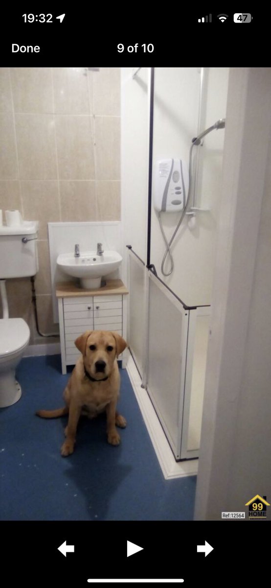 unbebex's tweet image. There’s this flat in Falkirk on Rightmove and the dog is in every single picture lol