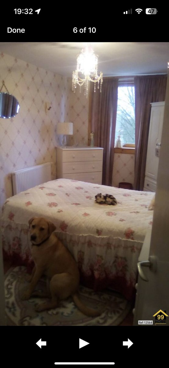 unbebex's tweet image. There’s this flat in Falkirk on Rightmove and the dog is in every single picture lol