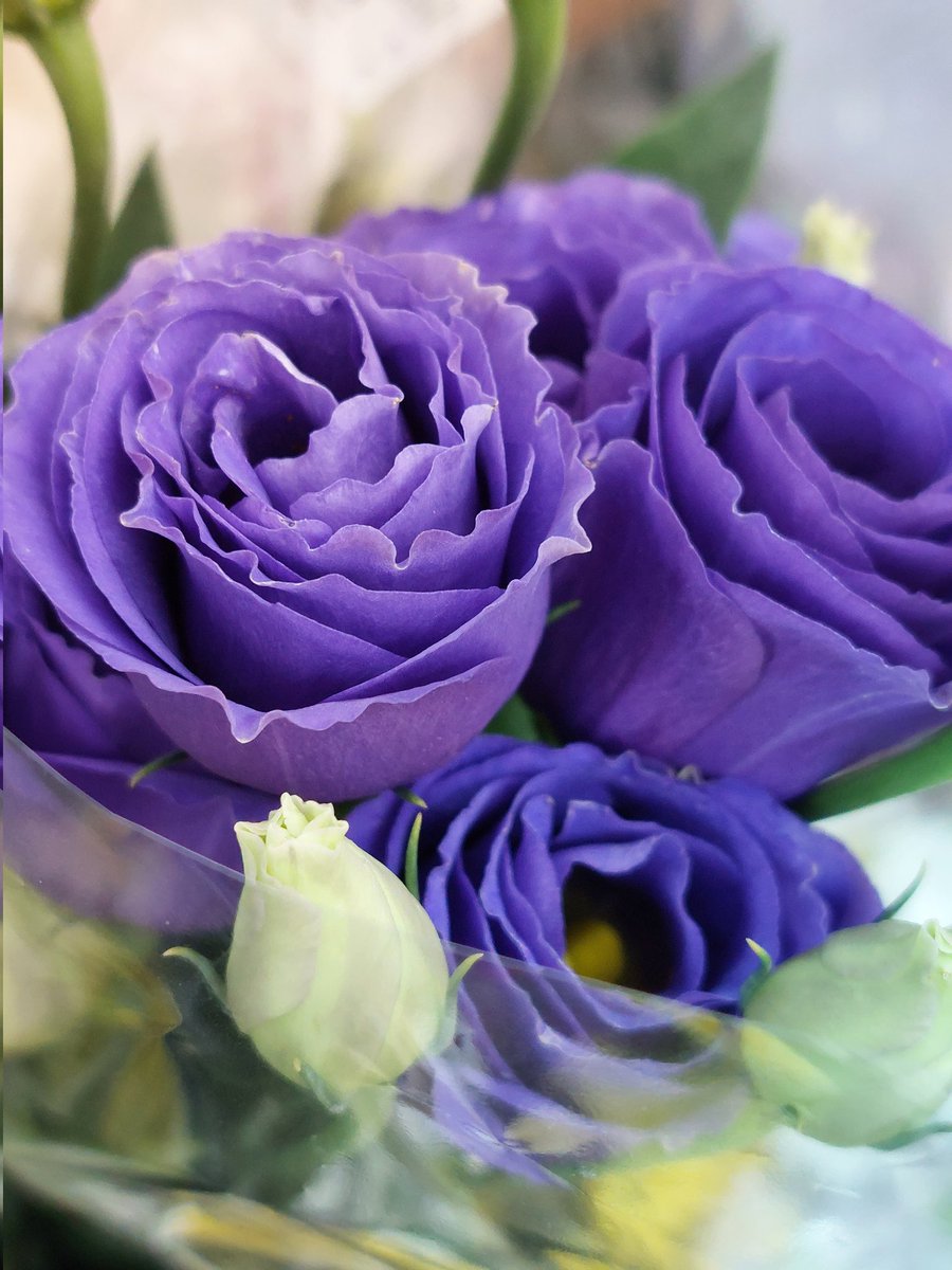 dHuHBSNDDW6QiBo's tweet image. 1/8(月)🌥️おはようございます
🍀皆さま🍀
昨日は沢山のご訪問と
誕生日祝いのお言葉
ありがとうございました🙇♀️
これからも温かく
優しい繋がりに
感謝しつつ💜*‥*💜
Xを楽しみたいと思います
桔梗(紫)花言葉♡清楚 気品
今週も宜しくお願いします😊🍀
#成人の日 #お花大好き