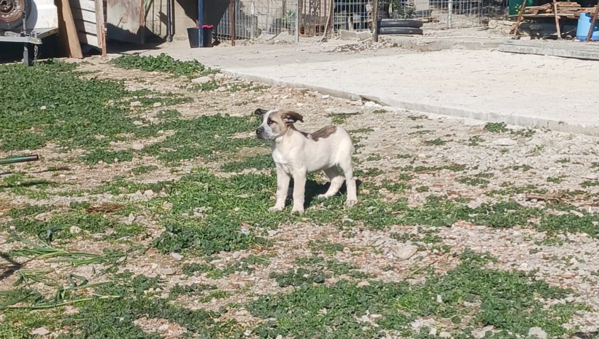 SilviaMylo's tweet photo. Son tres hermanitos cruces de mastín, tienen tres meses y no serán pequeños pero no tan grandes como los mastines.
Están pasando frío, no tienen una familia 😢 💔
Nadie pregunta por ellos 😢
Pueblo de Cádiz
657315050 https://t.co/Xm0IDtV74p