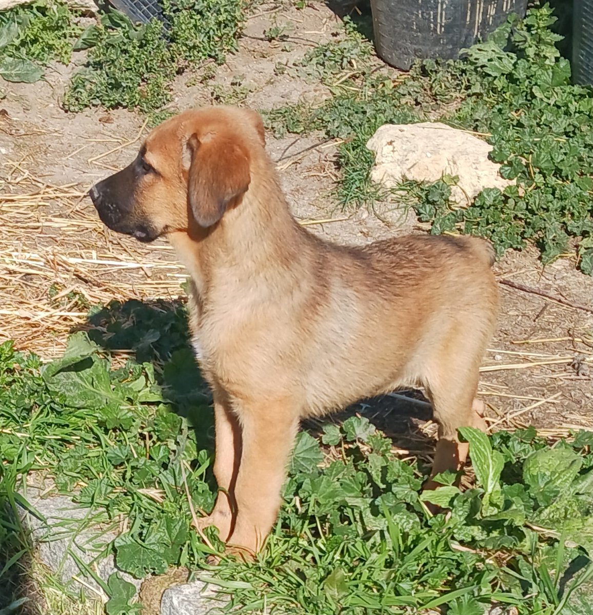 SilviaMylo's tweet photo. Son tres hermanitos cruces de mastín, tienen tres meses y no serán pequeños pero no tan grandes como los mastines.
Están pasando frío, no tienen una familia 😢 💔
Nadie pregunta por ellos 😢
Pueblo de Cádiz
657315050 https://t.co/Xm0IDtV74p