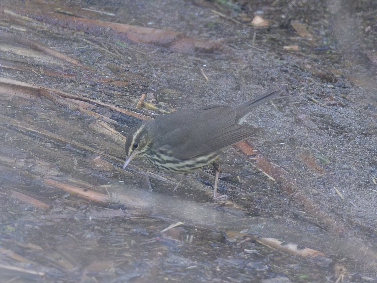 Got lucky with an hour's visit to Heybridge this afternoon - lifer no.1 of the year and well done again to <a href="/SimonWood27/">Simon Wood</a> for an amazing find! <a href="/EssexBirdNews/">EBwS Bird News</a>
