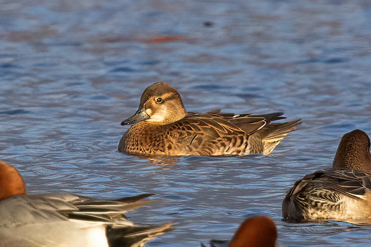 Gary Thoburn tweet media