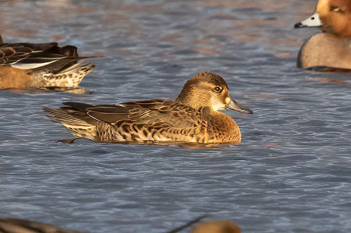 Gary Thoburn tweet media