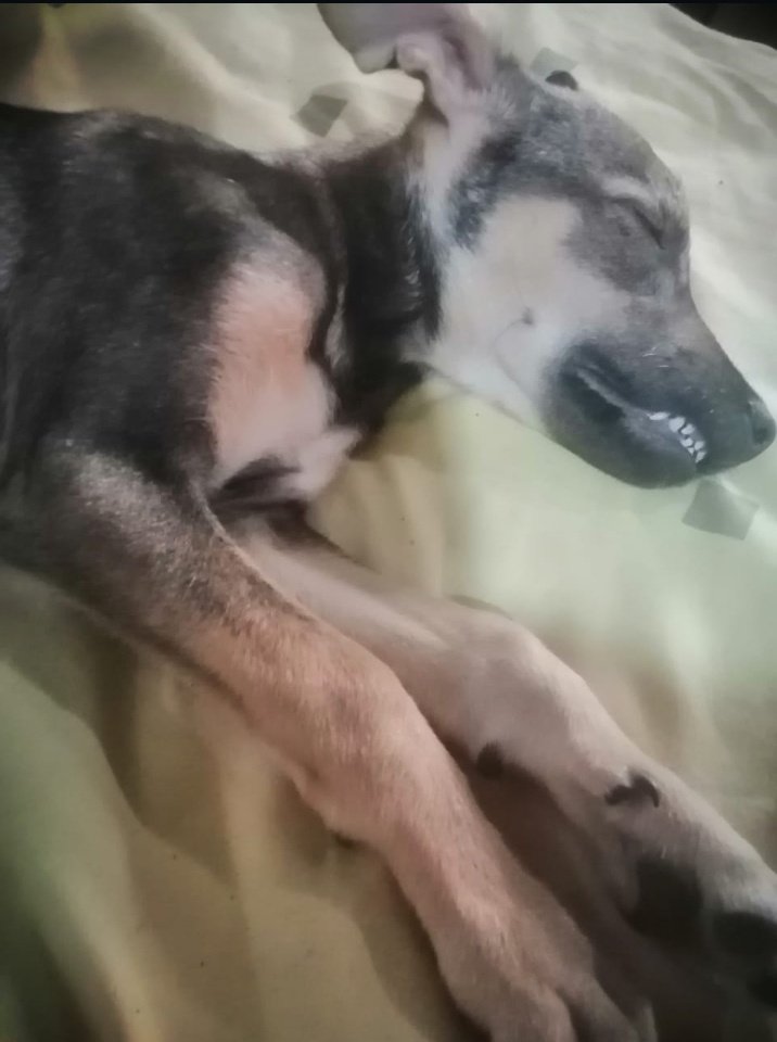 AlertaMePerdi's tweet photo. #PERDIDA #GUAYAQUIL
Nombre: #CHARLOT
Fecha: 01/01/24
Sector: Norte, Cdla. Caracol, Vía Daule km. 12.5
Sexo: Hembra
Raza: Mestiza 
Observación: Mancha negras en la columna 
Contacto: 0994311431
¡Ayúdala a volver con su familia!
#AlertaMePerdí https://t.co/dyOfhhQR10
