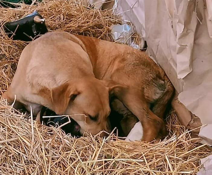 CentralQNoticia's tweet photo. #Lomita dio a luz nueve cachorritos en un pesebre en #Veracruz
La magia del día de #Reyes se hizo presente, una perrita dio a luz a sus nueve cachorritos en un pesebre en #Altoronga, Veracruz, todos se encuentran al resguardo del Ayuntamiento Municipal quienes informaron que los cachorritos serán dados en adopción después del destete permitido.
#CentralQNoticias #Oaxaca #Noticias
https://t.co/YZa7OIamMP