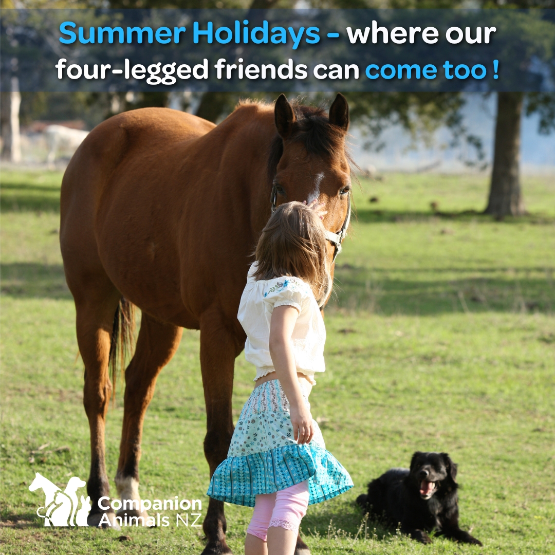_CANZ_'s tweet image. Pet friendly holidays in New Zealand. 

companionanimals.nz/.../summer-hol…...