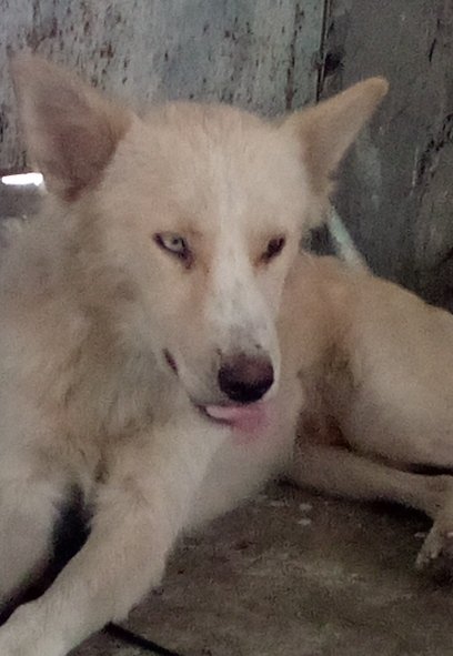 AlertaMePerdi's tweet photo. #ENCONTRADO #GUAYAQUIL
Fecha: 26/12/23
Sector: Sur, Coop 4 de marzo
Sexo: Macho
Raza: Meztizo
Observación: Ojos de diferente color
Contacto: 0968165557
¡Ayúdalo a volver con su familia!
#AlertaMePerdí https://t.co/xNUiPUZQkd