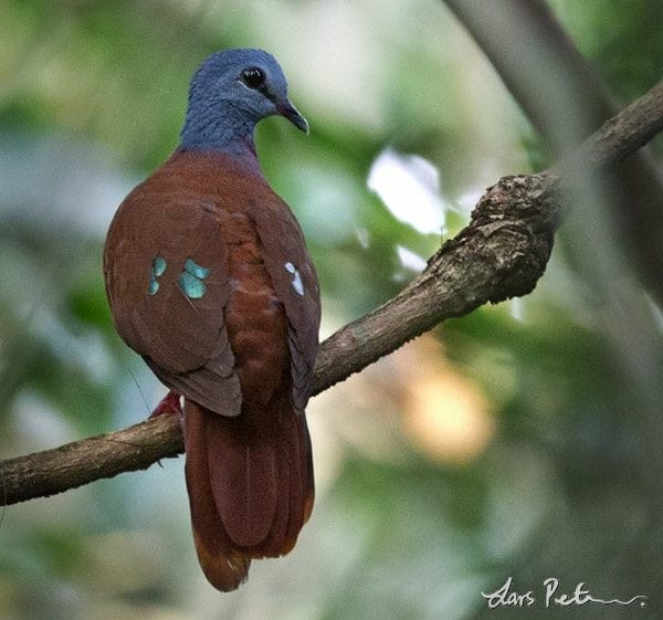 a_london_pigeon's tweet photo. Blue-headed Wood-Dove (Turtur brehmeri) at Kakum National Park #Ghana #West_Africa 
📷  Lars Petersson #January2013 https://t.co/WC4AjyIa38