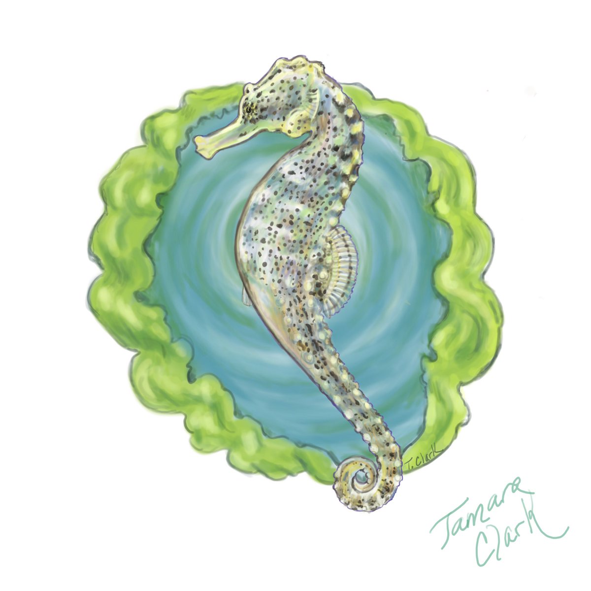 A swirly tail for #SundayFishSketch funky tails theme. The Cape or Knysna seahorse, local to a few South African estuaries, is one of the most #endangered of seahorses, especially vulnerable with its limited habitat. In honour of 50 years of the #endangeredspeciesact . #sciart