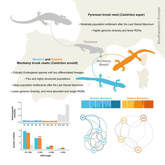 Check out this new paper by <a href="/adriantalaver/">Adrián Talavera</a> on the third salamander species to have its genome sequenced and Europe's most threatened salamander. It provides evidence of current and historic population bottlenecks and explores likely causes of declines: doi.org/10.1016/j.isci…