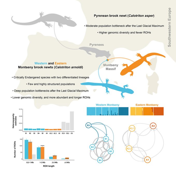 Check out this new paper by @adriantalaver on the third salamander species to have its genome sequenced and Europe's most threatened salamander. It provides evidence of current and historic population bottlenecks and explores likely causes of declines: doi.org/10.1016/j.isci…