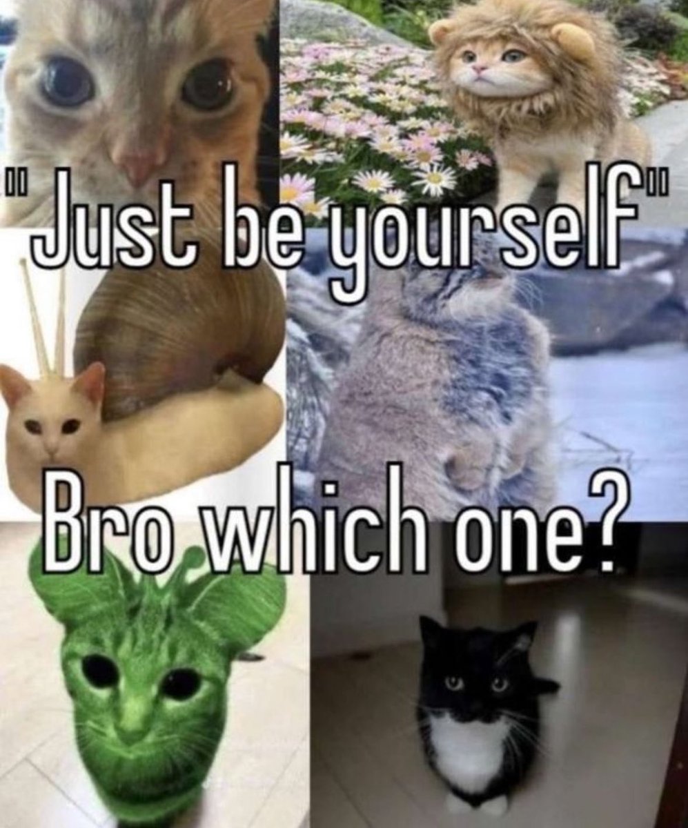 LiterallyMeCats (@literallymecats) on Twitter photo 