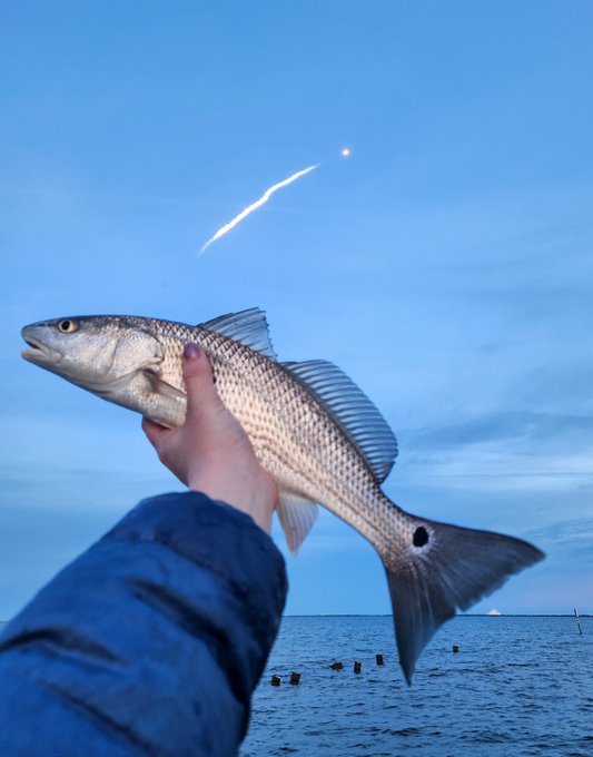 Redfish caught during liftoff, lil' guy wanted to see the launch too!   @elonmusk @SpaceX https://t.