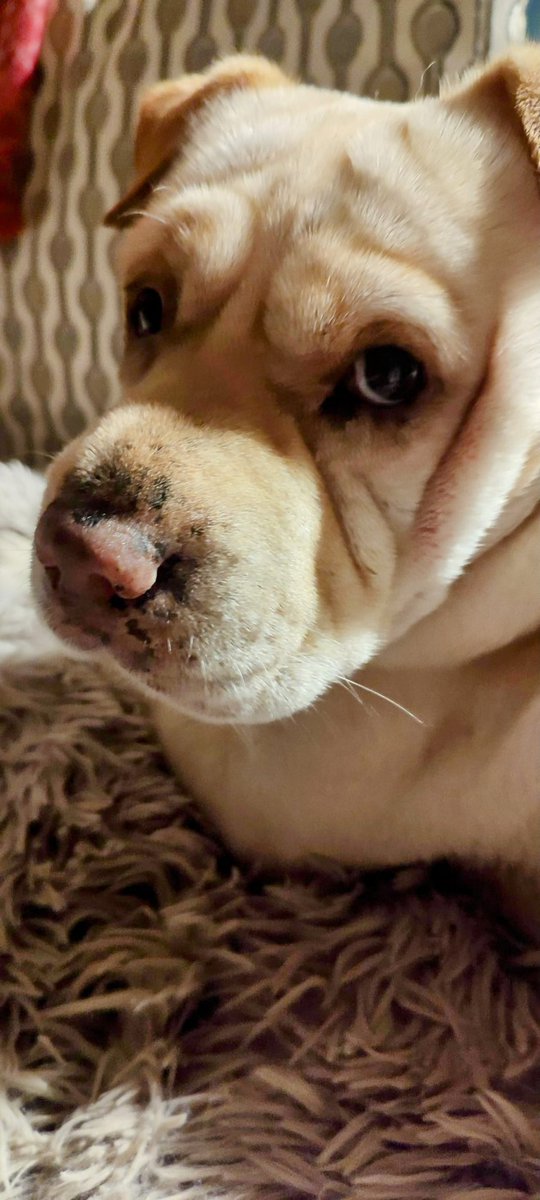 squaaaawkkk tweet media