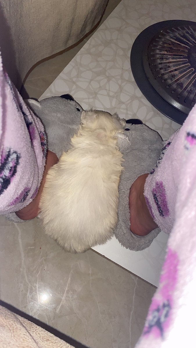 adejt7's tweet photo. Recap de Willy durmiendo https://t.co/by8cGvJvzg