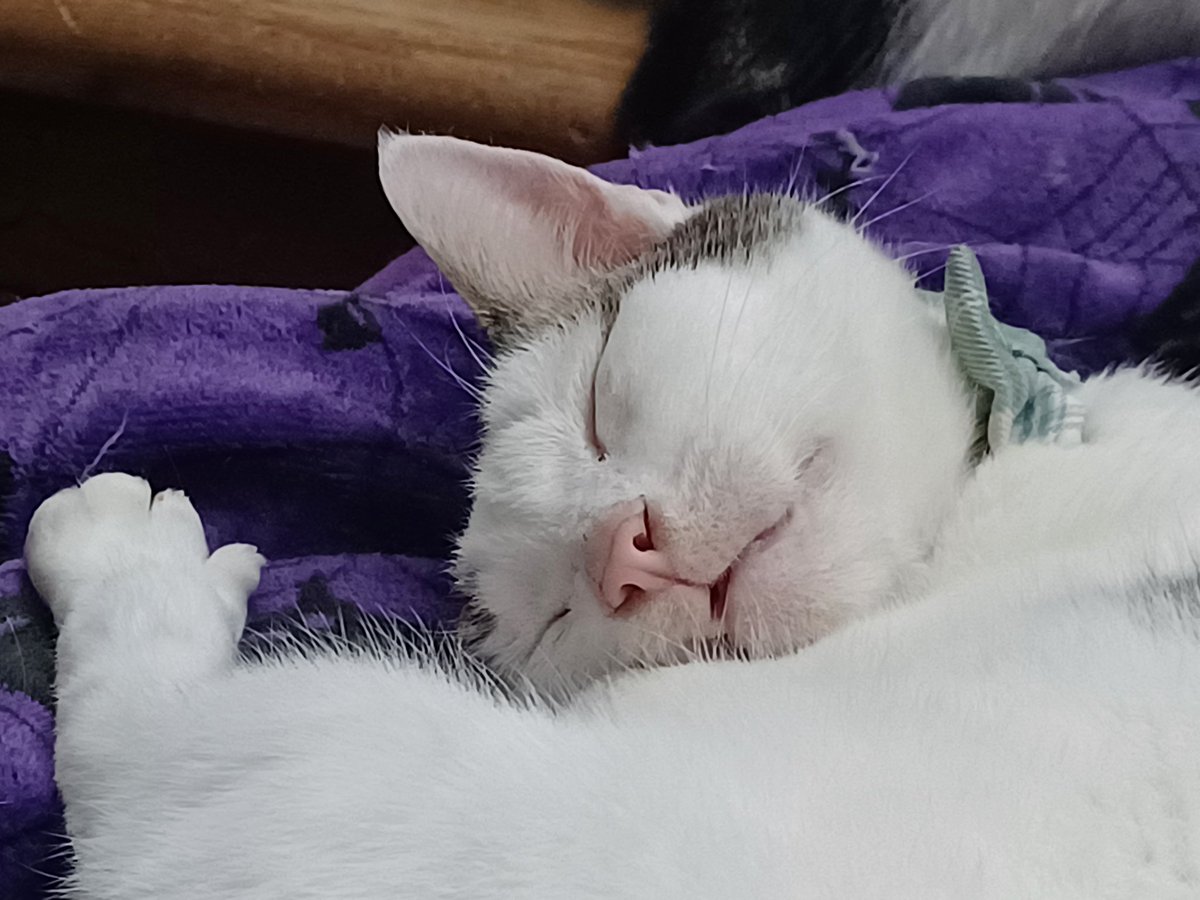 Albie for some reason is curled up on my feet. I can't decide if this is a contented face or a poisoned by the smell face. But I adore this little lump, him and his snaggletooth smile. #CatsOfTwitter #CatsOnTwitter #AdoptDontShop #FeralIntoFriendly