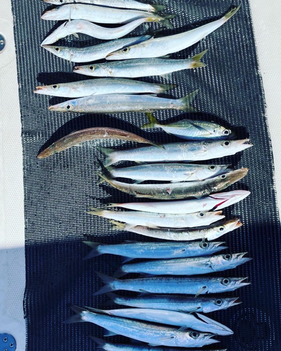 GoodgoOrg's tweet photo. 静岡GoodGo28ft
1月5日
#GoodGo 
#静岡　
＃駿河湾　
＃グッドゴー　
＃カマス　
#釣果　
＃海　
#굿고  
#wonmo https://t.co/m4YuN2EVgf