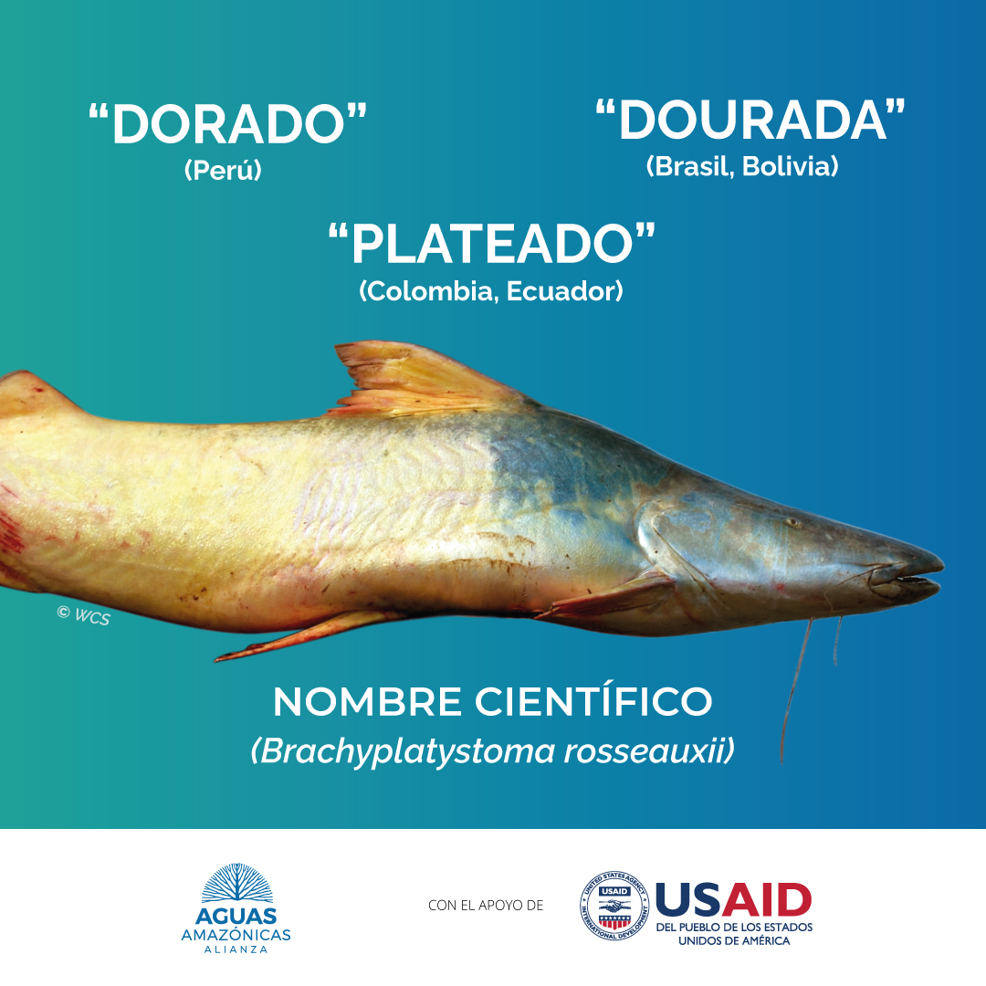1/ Los movimientos migratorios del pez dorado (𝐵𝑟𝑎𝑐ℎ𝑦𝑝𝑙𝑎𝑡𝑦𝑠𝑡𝑜𝑚𝑎 𝑟𝑜𝑢𝑠𝑒𝑎𝑢𝑥𝑖𝑖) son ampliamente reconocidos en la Cuenca Amazónica, donde esta singular especie se embarca en las rutas migratorias en aguas continentales más extensas del mundo.