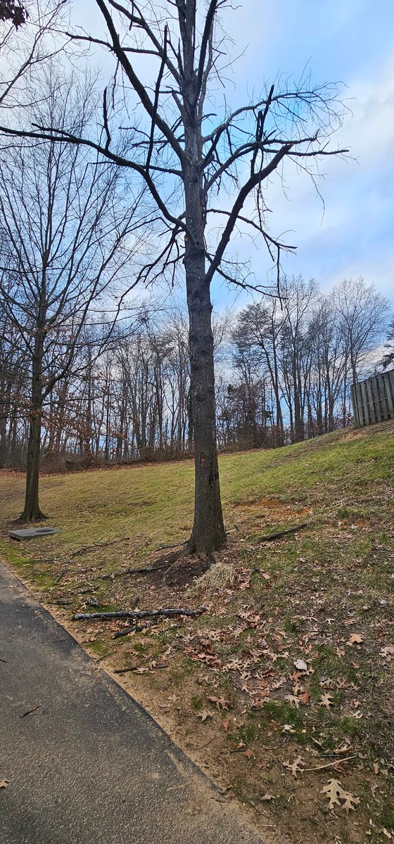 PastranL's tweet photo. @ffxpublicworks dead tree decaying over the last year. Right next to a busy school walkway. Branches keep falling causing immediate danger to walking families. HOA has been contacted, and no actions taken. 200 feet from the Morning View Ln and Rolling Creek Way intersection #help https://t.co/jmPpaa6BQI