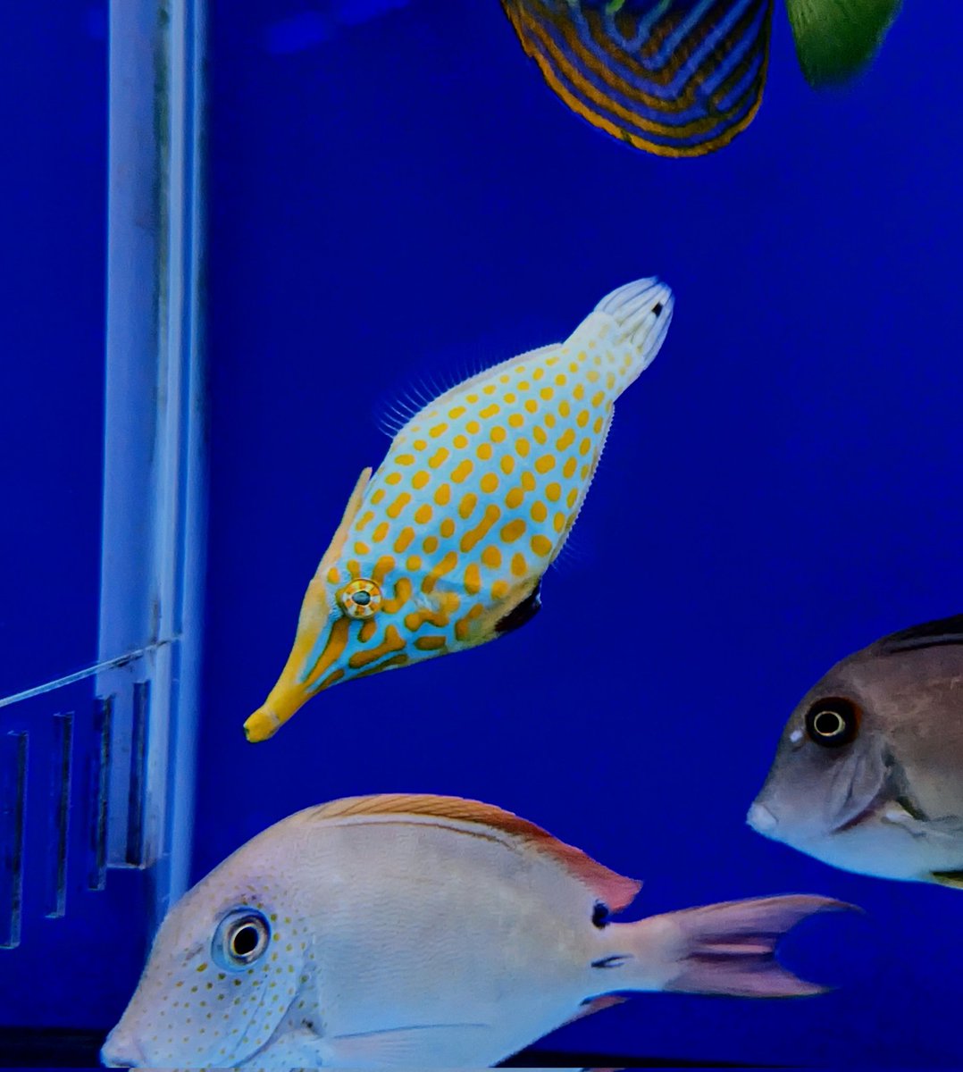 James A. Wong tweet media