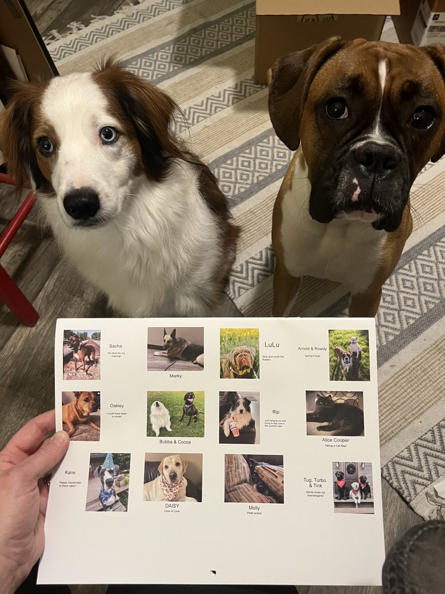 📣 We are here to announce the winners of our 2024 calendar 🎉🎉🎉🎉

Congratulations to <a href="/rlbrooks430/">Robyn Brooks</a> , <a href="/ladypawn11/">Bobbye Pearson</a> , <a href="/BDport54/">B. Davenport</a> and <a href="/jdunne2/">Dyumi</a> - please DM us within 48 hours to claim. 🏆 

Thank you to everyone who participated!! 

#dogsoftwitter #catsoftwitter #dogs #GiveawayAlert