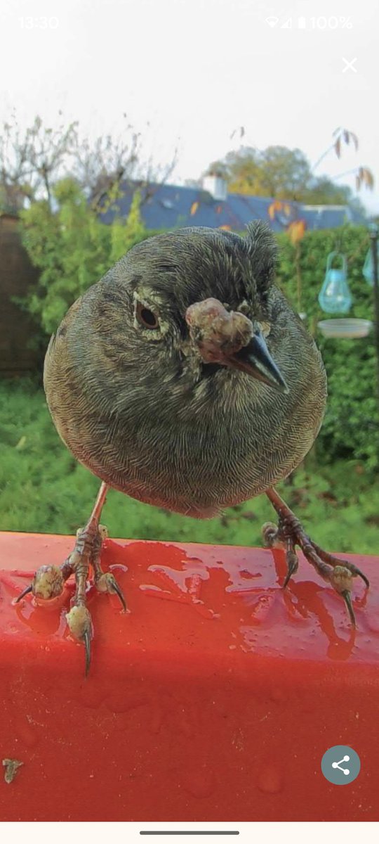 Wullie_A_Um's tweet photo. @BirdSpotUK Any idea what the growths on this Dunnocks face,legs and toes are? He seems to be okay and visits the feeder every day😊 TIA https://t.co/ZgPwmkAi0o