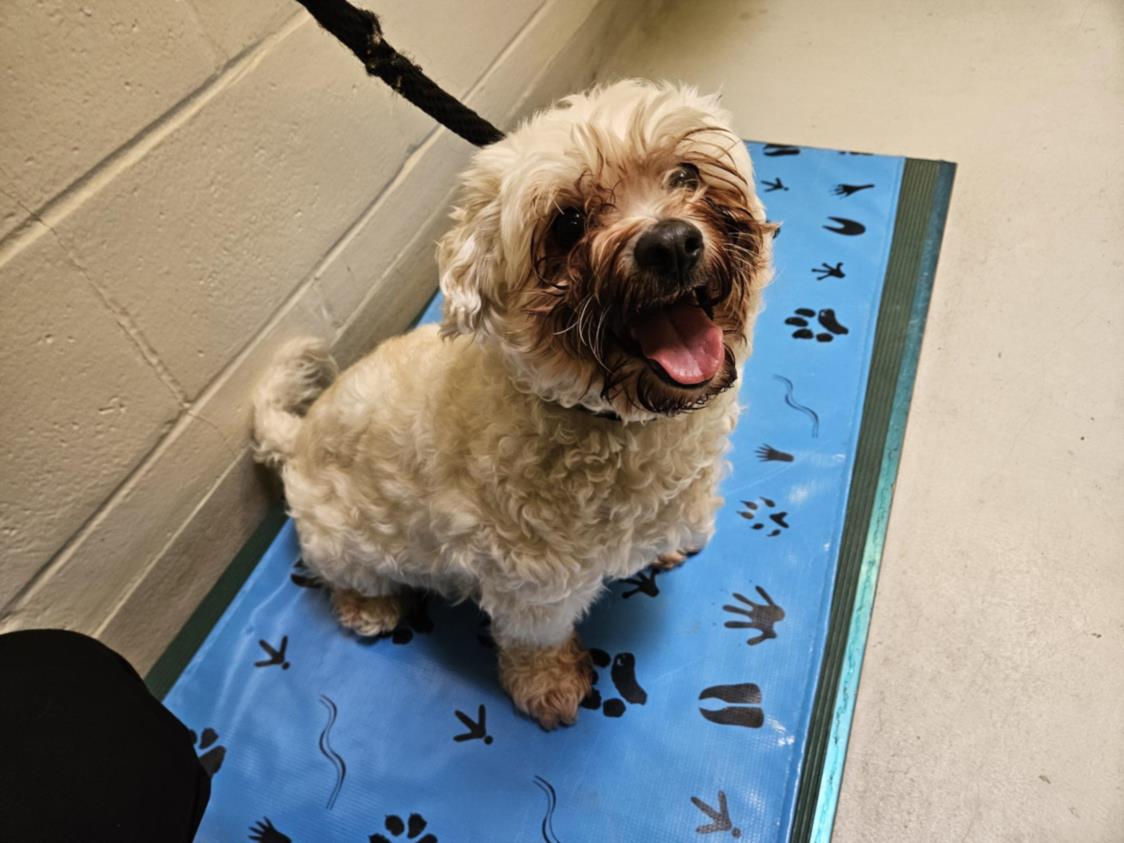 PetfindToronto's tweet image. #KIPLING #RATHBURN Pls RT2unite #FOUND #DOG- 05-Jan-24 #Toronto Animal Services A0967422 #WEST 416-338-6271 WHITE #MALTESE M/9Yr